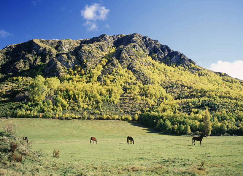 无人,站,横图,室外,白天,侧面,旅游,度假,草地,草坪,美景,山,山脉,树林,植物,马,野生动物,新西兰,阴影,光线,影子,景观,山峰,山峦,扭头,注视,娱乐,五匹,草,树,树木,绿色,天空,阳光,自然,动物,群山,天,观察,看,站着,转头,享受,休闲,景色,放松,运输,牲畜,生长,成长,观看,察看,关注,自然风光,大洋洲,纽西兰,长白云之乡,新西兰南岛,站立,彩图,全身
