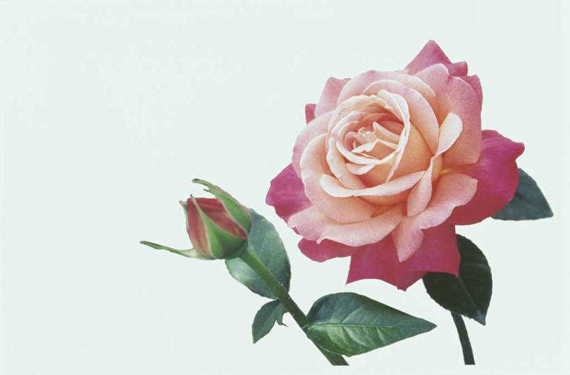 无人,横图,俯视,室内,特写,白天,白色背景,幸福,月季花,叶子,阴影,盛开,反射,影子,绿叶,花蕾,花,花瓣,花朵,鲜花,花苞,花蕊,嫩叶,摄影,影棚,希望,美艳,光荣,叶,叶片,月月红,月季,长春花,彩图,高角度拍摄,影棚拍摄,拍摄