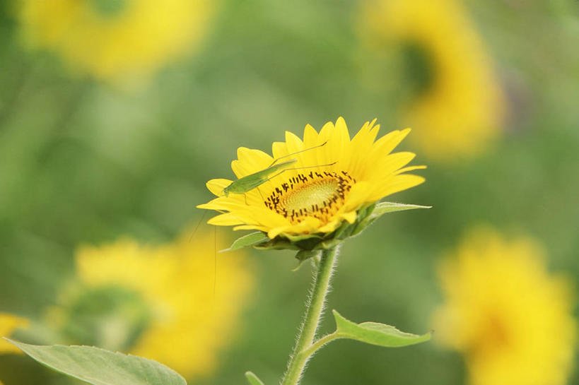 无人,横图,室外,特写,白天,侧面,爱情,幸福,花海,花圃,美景,太阳,植物,向日葵,叶子,阴影,朦胧,模糊,盛开,光线,昆虫,影子,景观,花蕾,停留,花,花瓣,花朵,花卉,鲜花,一只,绿色,阳光,自然,动物,花丛,花束,花田,花苞,花蕊,景色,停止,自然风光,光辉,沉默,忠诚,害虫,勇敢,投缘,爱慕,纺织娘,莎鸡,筒管娘,逗留,停顿,蝈蝈,螽斯,高傲,朝阳花,葵花,望日莲,向阳花,转日莲,彩图,全身