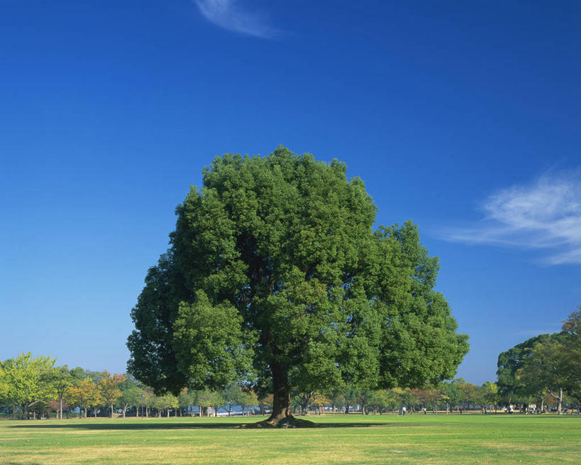 无人,横图,室外,白天,正面,旅游,度假,草地,草坪,美景,树林,植物,樟树,阴影,光线,影子,景观,云,云朵,云彩,娱乐,草,树,树木,蓝色,绿色,白云,蓝天,天空,阳光,自然,天,享受,休闲,景色,放松,生长,晴朗,成长,自然风光,番樟,芳樟树,晴空,香樟,木樟,彩图
