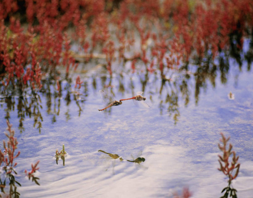 无人,横图,俯视,室外,白天,美景,水,植物,北海道,日本,亚洲,飞翔,伸展,张开,展翅,阴影,朦胧,模糊,飞行,光线,翅膀,蜻蜓,昆虫,液体,影子,池塘,景观,水池,水滴,翱翔,注视,飞,绿色,阳光,自然,动物,观察,看,两只,景色,生长,成长,观看,察看,关注,自然风光,猫猫丁,咪咪洋,蚂螂,河嘻嘻,益虫,东亚,张开翅膀,日本国,北海道地方,北海道岛,展开翅膀,海蓬子,彩图,高角度拍摄,全身