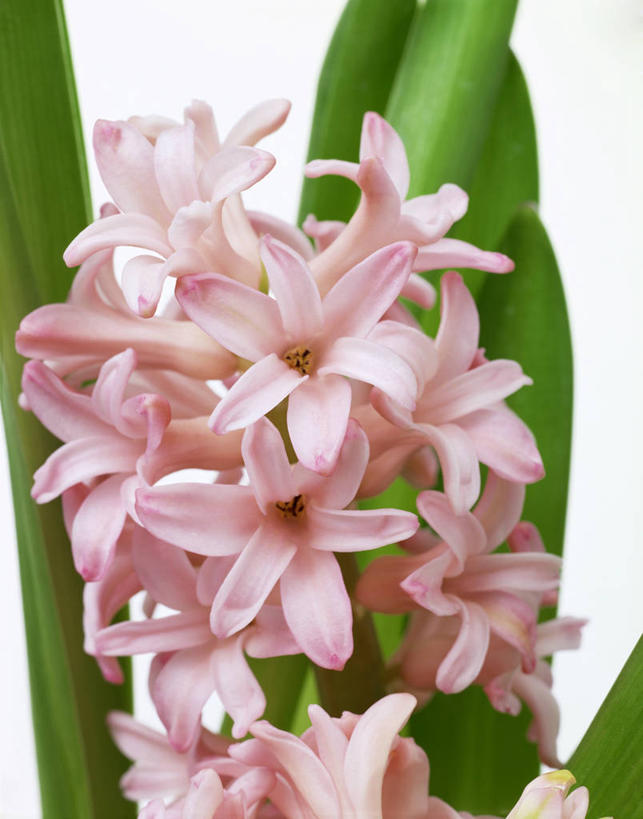 无人,竖图,室内,特写,白天,白色背景,正面,爱情,植物,风信子,叶子,许多,盛开,纹理,绿叶,很多,花蕾,花,花瓣,花朵,鲜花,粉色,绿色,花苞,花蕊,嫩叶,摄影,影棚,悲伤,喜悦,风信花,怀念,肌理,悲哀,西洋水仙,叶,叶片,叶脉,彩图,影棚拍摄,拍摄