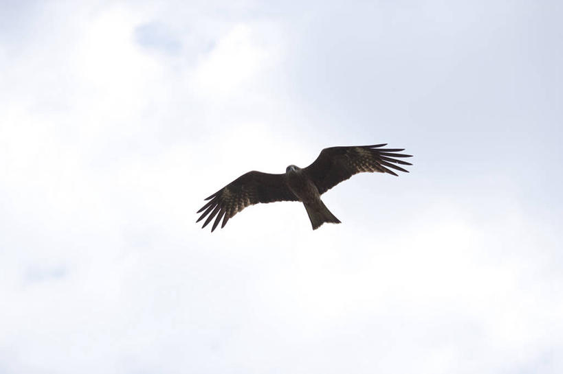 无人,横图,室外,白天,仰视,美景,鸟,野生动物,鹰,飞翔,伸展,张开,展翅,阴影,飞行,光线,翅膀,鸟类,影子,景观,云,云朵,翱翔,云彩,注视,飞,一只,蓝色,白云,蓝天,天空,阳光,自然,动物,天,观察,看,景色,晴朗,观看,察看,关注,自然风光,凶猛,张开翅膀,鸢,展开翅膀,黑鸢,残暴,凶残,晴空,老鹰,彩图,低角度拍摄,全身