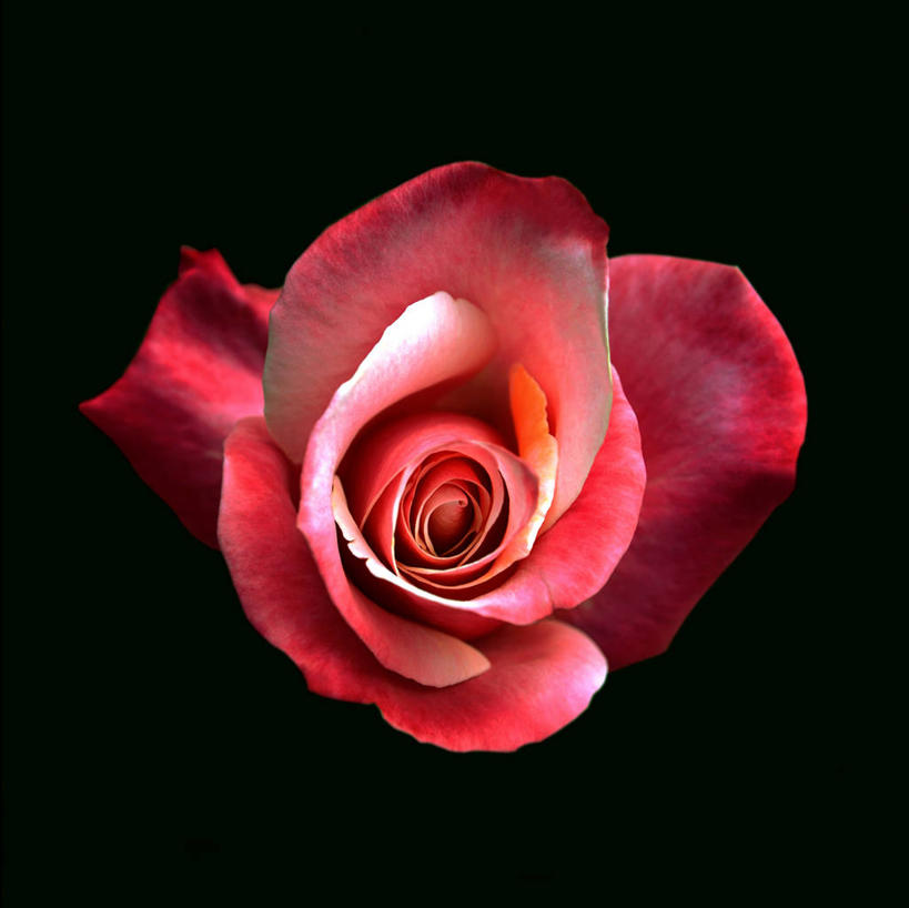 无人,横图,室内,特写,白天,正面,爱情,幸福,纯洁,热情,玫瑰,黑色背景,盛开,玫瑰花,浪漫,花蕾,花,花瓣,花朵,鲜花,一朵,红色,花苞,花蕊,温暖,温馨,恩爱,摄影,红玫瑰,影棚,和睦,感动,尊敬,天真,刺玫花,徘徊花,彩图,影棚拍摄,拍摄,融洽