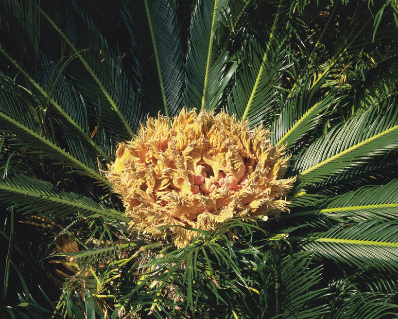 无人,横图,俯视,室外,特写,白天,美景,植物,棕榈树,叶子,阴影,光线,影子,景观,绿叶,树,树木,绿色,阳光,自然,橙色,嫩叶,景色,生长,成长,自然风光,棕榈叶,叶,叶片,棕树,棕榈,彩图,高角度拍摄