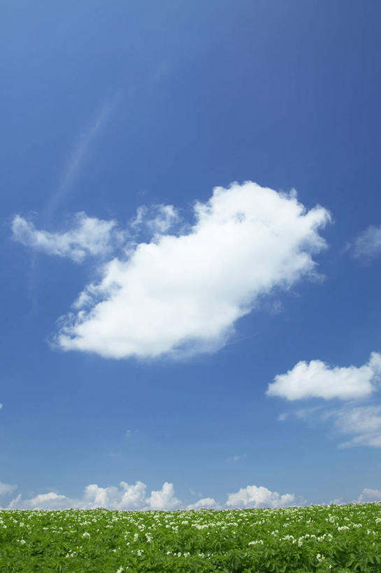 无人,竖图,室外,白天,正面,旅游,度假,花海,花圃,美景,植物,蔬菜,土豆,叶子,北海道,日本,亚洲,阴影,新鲜,盛开,光线,影子,景观,云,云朵,食品,花蕾,云彩,娱乐,花,花瓣,花朵,花卉,鲜花,食物,蓝色,绿色,白云,蓝天,天空,阳光,自然,花丛,花束,花田,天,花苞,花蕊,享受,休闲,景色,放松,有机食品,绿色食品,晴朗,自然风光,东亚,日本国,北海道地方,北海道岛,美瑛町,馍馍蛋,美瑛,道北,晴空,洋芋,山药蛋,马铃薯,彩图,上川郡,上川支厅,土豆花