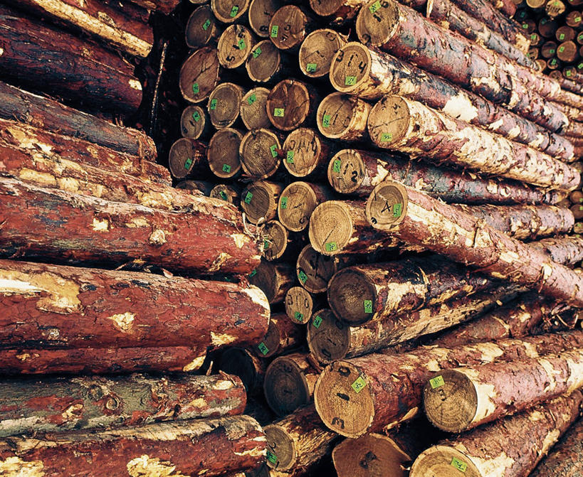 无人,横图,室外,白天,正面,一排,许多,整齐,树桩,很多,树,树干,排列,木桩,堆,伐木,队列,砍木,彩图,斩柴