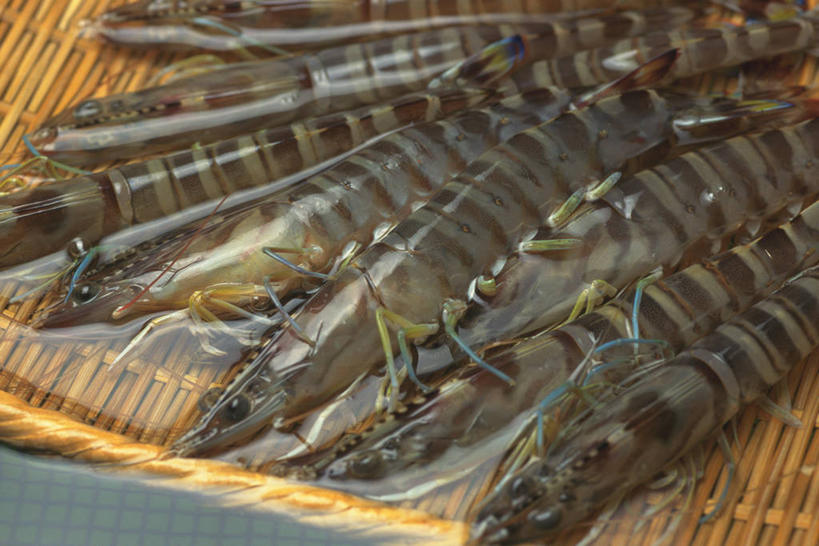 海鲜,无人,横图,俯视,室内,特写,白天,水,许多,阴影,反射,滤器,液体,影子,勺子,水滴,虾,很多,水产,海洋生物,水生动物,海产品,水生物,漏勺,海底动物,半身,彩图,高角度拍摄