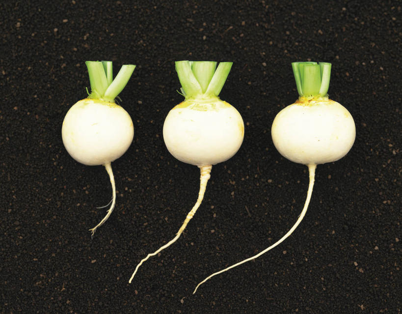 无人,横图,俯视,室外,特写,白天,萝卜,白萝卜,蔬菜,一排,新鲜,整齐,泥土,土壤,食品,食物,排列,三个,白色,有机食品,绿色食品,队列,莱菔,彩图,高角度拍摄