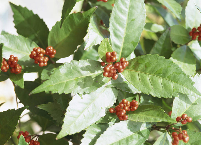 无人,横图,室外,特写,白天,正面,植物,浆果,叶子,阴影,光线,影子,绿叶,草药,药草,枝条,中药,树枝,红色,阳光,嫩叶,药材,中草药,接骨木,中药材,本草,草珊瑚,接骨金粟兰,九节茶,九节风,九节花,肿节风,竹节茶,虬枝,枝杈,叶,叶片,彩图