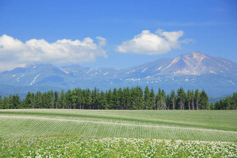 无人,横图,室外,白天,正面,旅游,度假,花海,花圃,石头,美景,森林,山,山脉,树林,植物,蔬菜,土豆,叶子,北海道,日本,亚洲,阴影,新鲜,盛开,光线,石子,影子,景观,山峰,云,云朵,食品,山峦,花蕾,云彩,娱乐,花,花瓣,花朵,花卉,鲜花,树,树木,食物,蓝色,绿色,白云,蓝天,天空,阳光,自然,花丛,花束,花田,群山,天,花苞,花蕊,享受,休闲,景色,放松,有机食品,绿色食品,生长,晴朗,成长,自然风光,东亚,日本国,北海道地方,北海道岛,馍馍蛋,旭川,道北,石块,岩石,晴空,洋芋,山药蛋,马铃薯,彩图,上川综合振兴局,振兴局,旭川市,土豆花