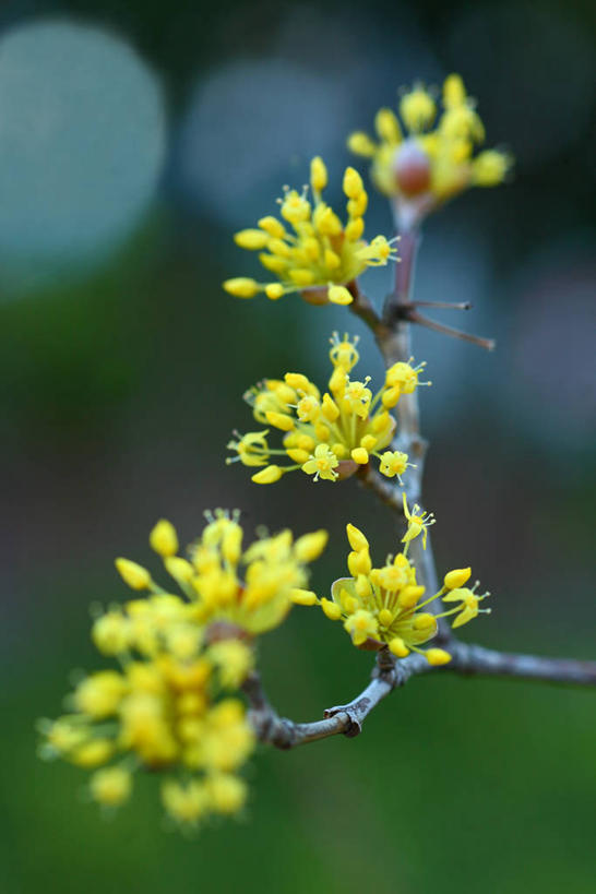 无人,竖图,室外,特写,白天,正面,美景,阴影,朦胧,模糊,盛开,光线,影子,景观,枝条,花蕾,花,花瓣,花朵,鲜花,树枝,黄色,阳光,自然,花苞,花蕊,景色,自然风光,避邪,思念,虬枝,枝杈,茱萸,辟邪翁,越椒,彩图