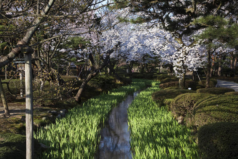 无人,横图,室外,白天,正面,旅游,度假,幸福,纯洁,草地,草坪,河流,美景,水,植物,樱花,日本,亚洲,阴影,盛开,光线,影子,河水,景观,水流,花蕾,娱乐,草,花,花瓣,花朵,鲜花,树,树木,粉色,绿色,阳光,自然,花苞,花蕊,享受,休闲,景色,放松,生长,成长,等待,生命,自然风光,东亚,金泽,本州,本州岛,日本国,金沢,金沢市,石川,石川县,中部地方,兼六园,仙樱花,福岛樱,青肤樱,高尚,县厅,热烈,荆桃,彩图,金泽市