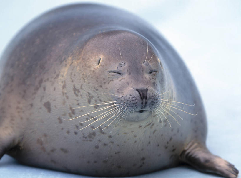 无人,闭眼,横图,室外,白天,正面,美景,哺乳动物,海豹,野生动物,景观,一只,自然,动物,趴着,景色,可爱,活泼,自然风光,斑海豹,闭眼睛,闭着眼,闭着眼睛,趴,半身,彩图