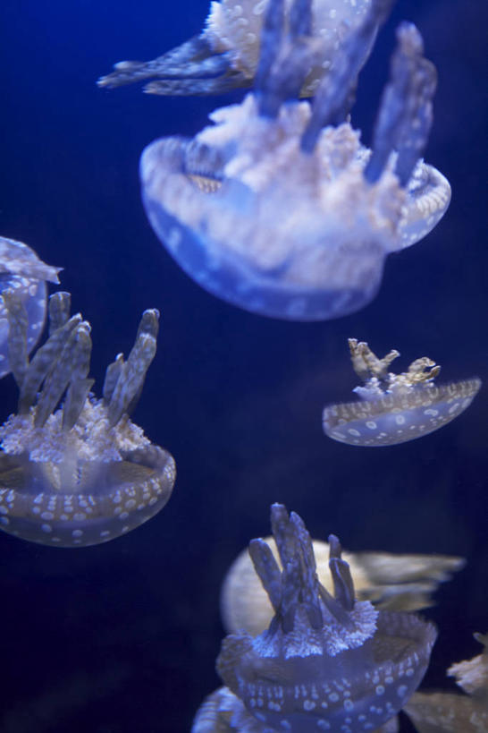 游泳,无人,竖图,室内,白天,正面,海底,水下,美景,海蜇,许多,景观,水底,很多,注视,海洋生物,自然,动物,观察,看,景色,海底世界,观看,腔肠动物,察看,关注,自然风光,水生动物,水生物,海底动物,泅水,拍浮,海床,半身,彩图