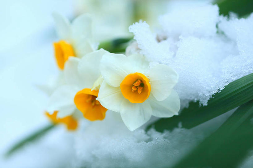 无人,横图,室外,特写,白天,正面,爱情,陶醉,美景,雪,大雪,水仙花,朦胧,模糊,盛开,积雪,景观,雪景,冬季,冬天,花蕾,花,花瓣,花朵,鲜花,黄色,白色,自然,花苞,花蕊,景色,寒冷,自然风光,记忆,金盏银台,玉玲珑,女史花,雅蒜,天蒜,严寒,敬意,自恋,黄水仙,喇叭水仙,凌波仙子,水仙,天葱,彩图