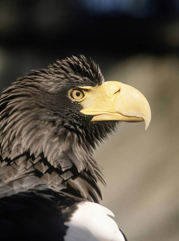 头,无人,站,竖图,室外,特写,白天,侧面,鸟,野生动物,鹰,羽毛,阴影,朦胧,模糊,轻盈,柔软,光线,鸟类,影子,注视,一只,阳光,动物,观察,看,站着,观看,察看,关注,凶猛,鸢,海雕,轻柔,虎头雕,虎头海雕,羌鹫,残暴,凶残,头部,站立,半身,彩图