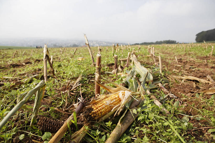 无人,农田,横图,室外,白天,正面,庄稼,农作物,美景,德国,欧洲,景观,乌云,云,阴天,云朵,云彩,天空,自然,天,景色,腐烂,昏暗,阴沉,西欧,自然风光,德意志联邦共和国,腐败,腐臭,腐朽,玉米田,彩图,耕地,庄稼田