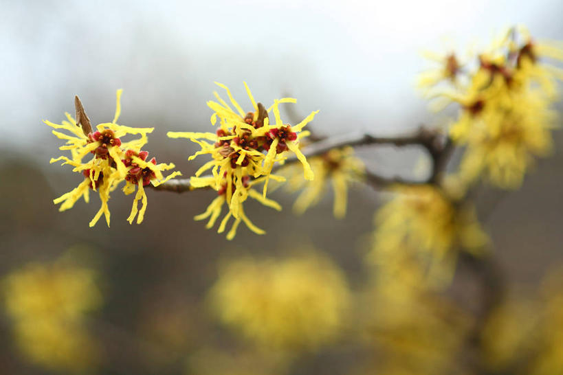 无人,横图,室外,特写,白天,正面,美景,植物,阴影,朦胧,模糊,盛开,光线,影子,景观,枝条,花蕾,花,花瓣,花朵,鲜花,树,树木,树枝,黄色,绿色,阳光,自然,花苞,花蕊,景色,生长,成长,灵感,自然风光,金缕梅,木里香,牛踏果,虬枝,枝杈,彩图