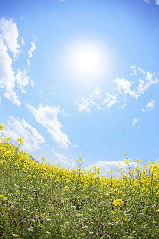 无人,农田,竖图,室外,白天,广角镜头,鱼眼镜头,仰视,庄稼,农作物,花海,花圃,美景,太阳,植物,叶子,长野县,日本,亚洲,阴影,盛开,光线,影子,景观,云,云朵,花蕾,云彩,花,花瓣,花朵,花卉,鲜花,蓝色,绿色,白云,蓝天,天空,阳光,自然,花丛,花束,花田,天,花苞,花蕊,油菜花,景色,晴朗,自然风光,东亚,本州,本州岛,日本国,中部地方,长野,晴空,彩图,低角度拍摄,镜头光晕,透镜闪耀,眩光,耕地,庄稼田,油菜花田,饭山市,芸苔,芸薹