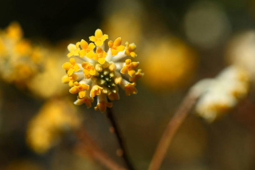 无人,横图,室外,特写,白天,正面,美景,阴影,朦胧,模糊,盛开,光线,影子,景观,枝条,花蕾,花,花瓣,花朵,鲜花,树枝,阳光,自然,花苞,花蕊,景色,自然风光,打结花,结香花,金腰袋,梦冬花,虬枝,枝杈,幸运,彩图