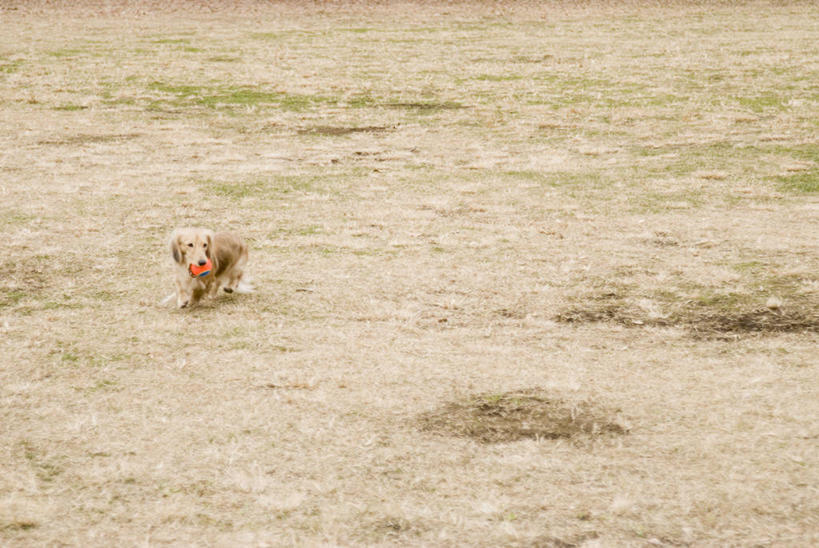 无人,横图,室外,白天,正面,旅游,度假,游戏,美景,植物,宠物,狗,玩具,奔驰,咬,阴影,枯萎,光线,腊肠犬,影子,景观,枯草,迷你腊肠犬,玩,注视,娱乐,腊肠狗,草,一只,黄色,阳光,自然,动物,奔跑,观察,看,享受,休闲,橡胶,景色,放松,可爱,益智,皮球,观看,活动,咬着,察看,发泄,关注,消遣,智力,自然风光,橡胶制品,忠诚,宣泄,迷你腊肠狗,空心球,犬,玩耍,嬉戏,彩图,全身