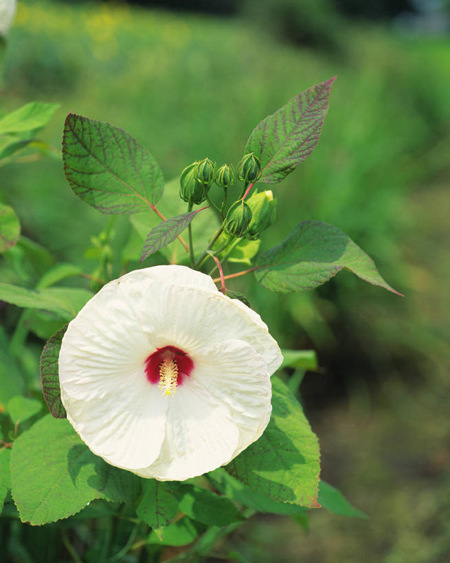 无人,竖图,室外,特写,白天,正面,美景,叶子,阴影,朦胧,模糊,盛开,光线,影子,景观,绿叶,花蕾,花,花瓣,花朵,鲜花,一朵,白色,阳光,自然,花苞,花蕊,嫩叶,景色,自然风光,金钱紫花葵,锦葵,荆葵,钱葵,淑气花,小白淑气花,恩惠,叶,叶片,彩图