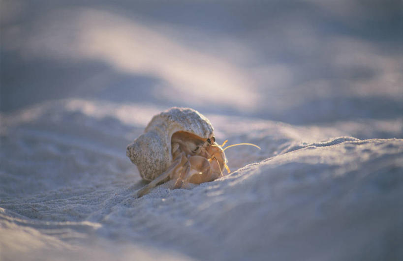 蟹,无人,横图,室外,特写,白天,侧面,美景,沙滩,阴影,朦胧,模糊,光线,沙子,影子,海岸,景观,寄居蟹,沙地,一只,阳光,自然,趴着,景色,自然风光,白住房,干住屋,甲壳动物,海滩,趴,彩图,全身
