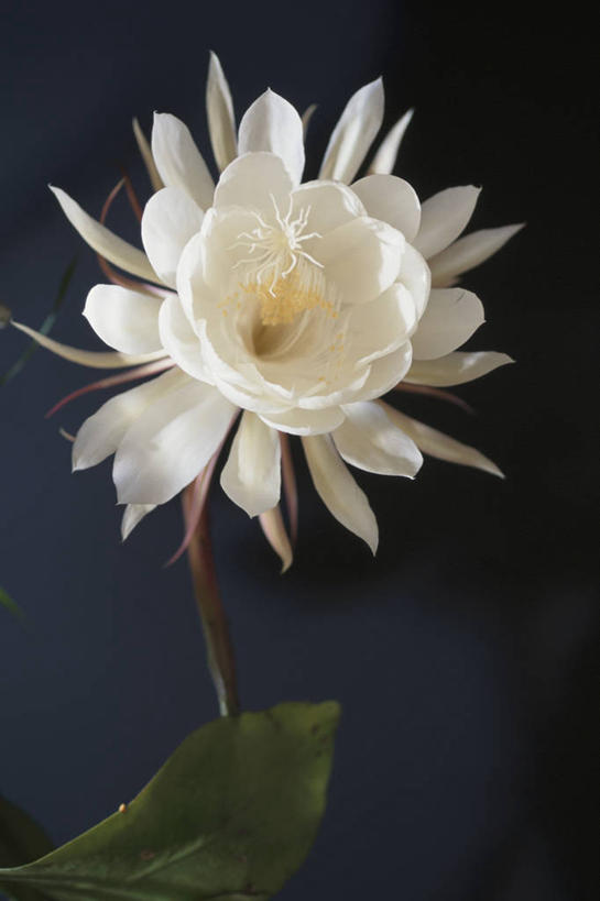 无人,竖图,室内,特写,白天,正面,叶子,阴影,黑色背景,盛开,反射,影子,绿叶,花蕾,花,花瓣,花朵,鲜花,一朵,花苞,花蕊,嫩叶,摄影,影棚,昙花,永恒,短暂,瞬间,刹那,鬼仔花,韦陀花,月下美人,夜会草,叶,叶片,彩图,影棚拍摄,拍摄