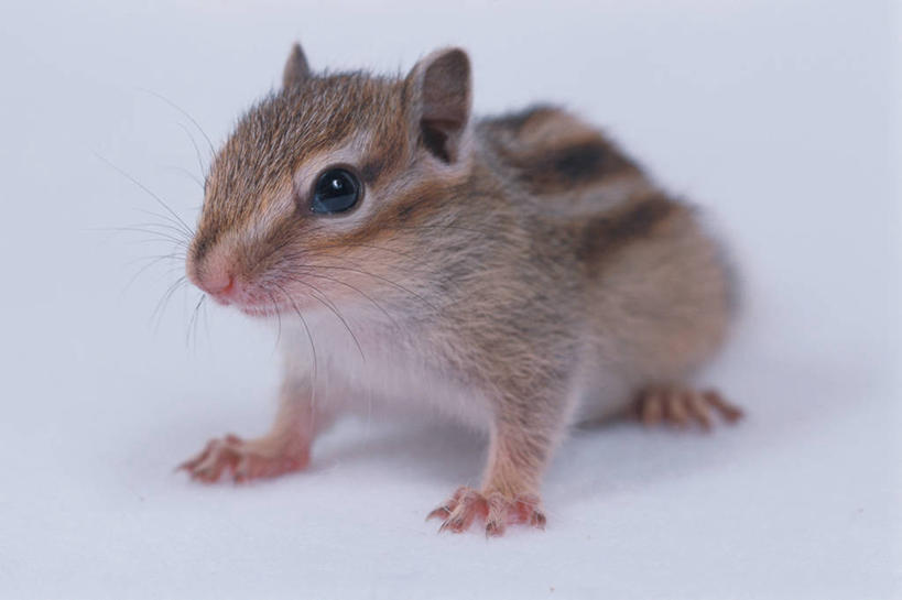 无人,站,横图,室内,特写,白天,正面,野生动物,阴影,灰色背景,朦胧,模糊,反射,影子,注视,一只,动物,松鼠,观察,看,站着,可爱,摄影,活泼,影棚,观看,察看,关注,花栗鼠,站立,彩图,全身,影棚拍摄,拍摄