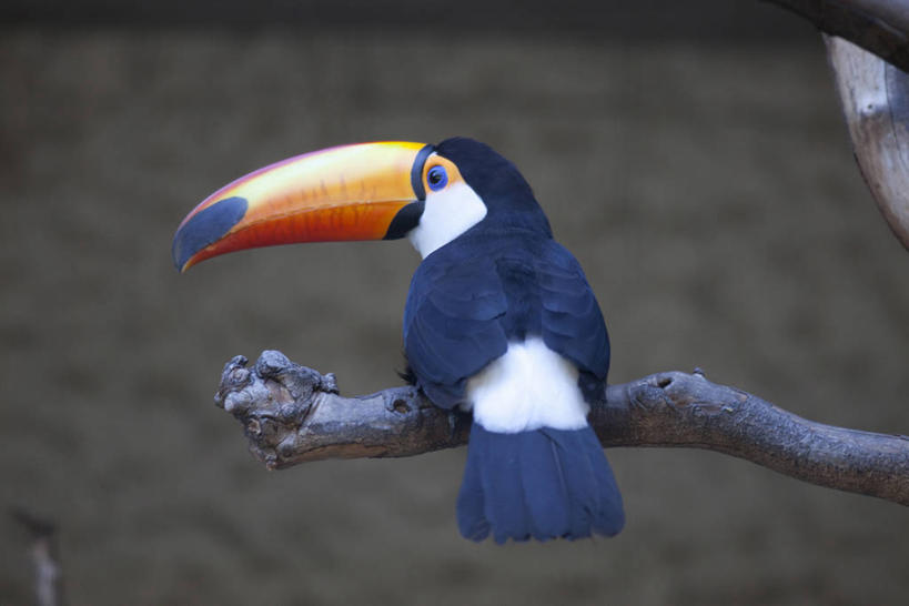 无人,站,横图,室外,特写,白天,美景,植物,鸟,野生动物,阴影,朦胧,模糊,光线,鸟类,影子,景观,枝条,扭头,注视,树,树木,树枝,一只,背面,绿色,阳光,自然,动物,观察,看,站着,转头,景色,生长,成长,观看,察看,关注,自然风光,巨嘴鸟,鵎鵼,虬枝,枝杈,站立,彩图,全身
