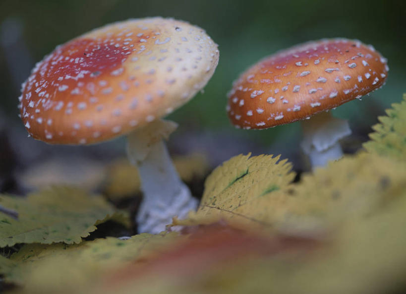 无人,横图,室外,特写,白天,正面,美景,阴影,朦胧,模糊,光线,影子,景观,菌菇,青苔,苔藓,菌类,两个,阳光,自然,景色,有毒,真菌,自然风光,毒蝇伞,毒蝇鹅膏菌,毒蘑菇,捕蝇菌,毒蝇菌,彩图,蟆菌