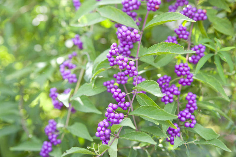 无人,横图,室外,特写,白天,正面,美景,植物,叶子,阴影,朦胧,模糊,光线,影子,景观,果实,绿叶,枝条,树,树木,树枝,绿色,紫色,阳光,自然,嫩叶,景色,生长,成长,自然风光,白棠子树,紫珠,虬枝,枝杈,叶,叶片,彩图