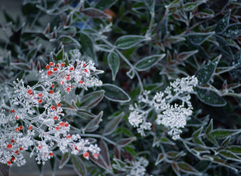 无人,横图,俯视,室外,特写,白天,美景,植物,叶子,吊挂,悬挂,清澈,纹理,景观,绿叶,挂,霜,绿色,自然,嫩叶,景色,寒冷,冰冷,自然风光,肌理,南天竹,严寒,冰凉,酷寒,凛冽,凛凛,极冷,南天竺,清亮,叶,叶片,叶脉,彩图,高角度拍摄
