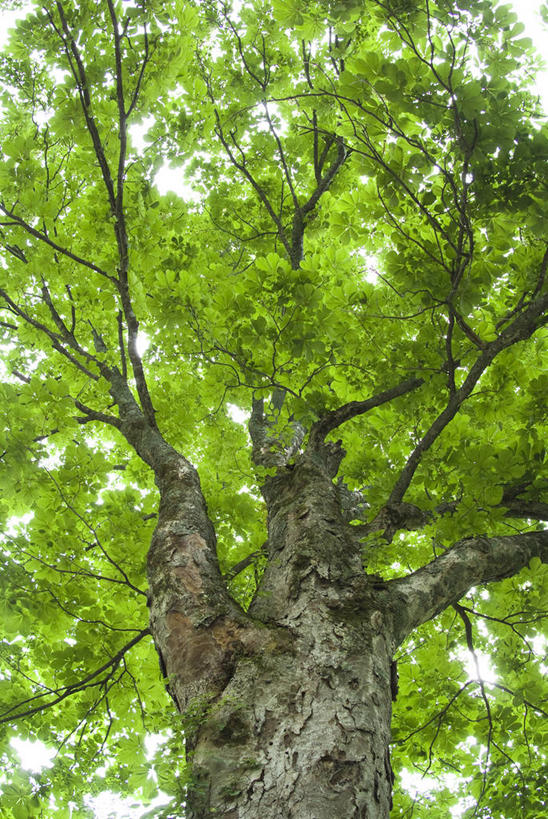 无人,竖图,室外,白天,仰视,美景,树林,植物,景观,树,树木,绿色,天空,自然,天,景色,生长,成长,自然风光,七叶树,娑罗树,彩图,低角度拍摄