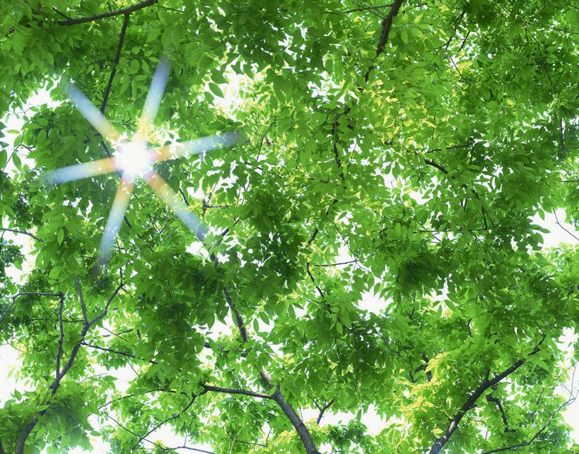 无人,横图,室外,白天,仰视,树林,植物,阴影,光线,影子,枝条,树,树木,树枝,绿色,天空,阳光,自然,天,生长,成长,虬枝,枝杈,彩图,低角度拍摄,镜头光晕,透镜闪耀,眩光