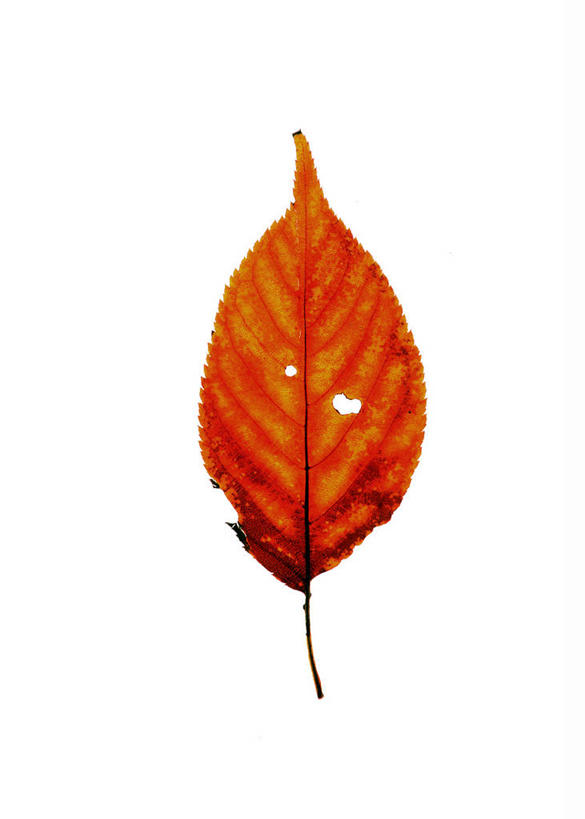 无人,竖图,室内,特写,白天,白色背景,正面,静物,叶子,一片,枯叶,落叶,摄影,影棚,叶,叶片,彩图,影棚拍摄,拍摄