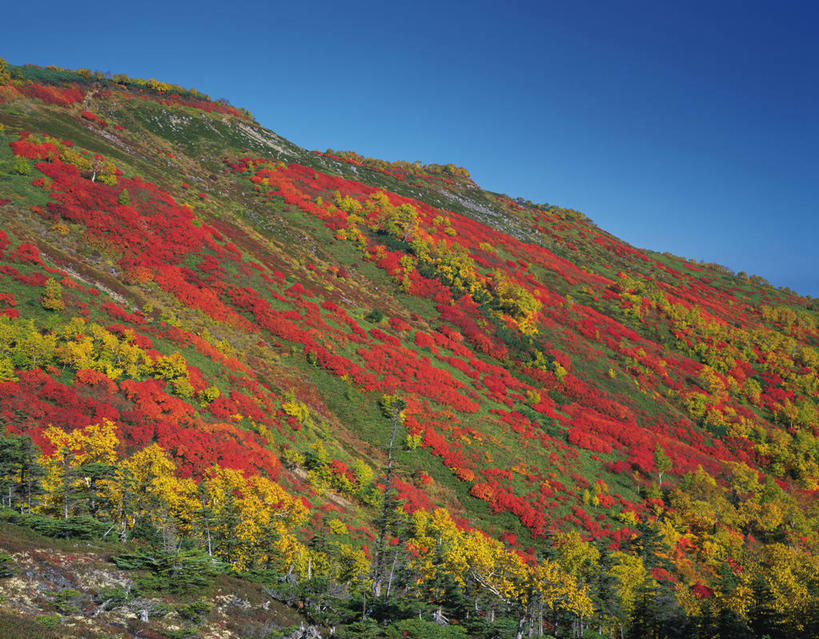 无人,横图,室外,白天,仰视,旅游,度假,美景,秋季,森林,山,山脉,树林,植物,北海道,日本,亚洲,阴影,光线,影子,景观,山峰,山峦,娱乐,树,树木,蓝色,绿色,蓝天,天空,阳光,自然,群山,天,享受,休闲,景色,放松,生长,晴朗,成长,自然风光,东亚,万里无云,日本国,北海道地方,北海道岛,道北,晴空,晴空万里,秋,秋天,彩图,低角度拍摄,上川综合振兴局,振兴局