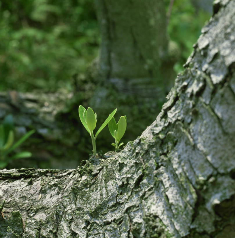 无人,竖图,室外,白天,正面,美景,森林,树林,植物,阴影,朦胧,模糊,光线,影子,景观,树桩,树,树干,树木,绿色,阳光,自然,木桩,景色,生长,成长,自然风光,橄榄树,齐墩果,油橄榄,彩图