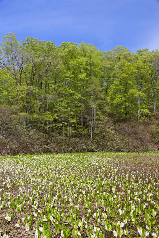 无人,竖图,室外,白天,正面,旅游,度假,草地,草坪,花海,花圃,美景,树林,植物,叶子,长野县,日本,亚洲,阴影,盛开,光线,影子,景观,云,云朵,草药,药草,花蕾,云彩,娱乐,中药,草,花,花瓣,花朵,花卉,鲜花,树,树木,蓝色,绿色,白云,蓝天,天空,阳光,自然,花丛,花束,花田,天,花苞,花蕊,享受,休闲,景色,放松,生长,晴朗,成长,有毒,自然风光,药材,中草药,东亚,中药材,本草,本州,本州岛,日本国,中部地方,长野,臭菘,晴空,彩图