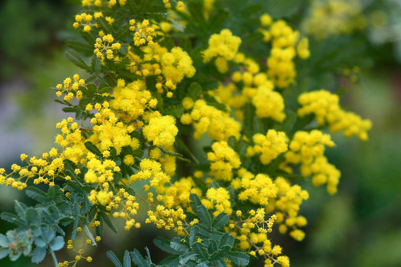 无人,横图,室外,特写,白天,正面,快乐,美景,阴影,朦胧,模糊,盛开,光线,影子,景观,花蕾,花,花瓣,花朵,鲜花,黄色,阳光,自然,花苞,花蕊,景色,自然风光,金合欢,鸭皂树,稍纵即逝,金合欢树,彩图