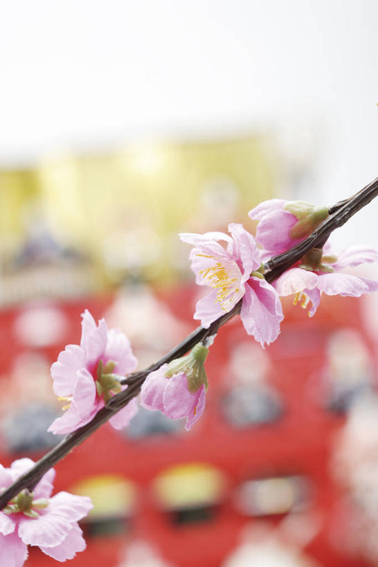 无人,竖图,室内,特写,白天,正面,爱情,桃花,阴影,朦胧,模糊,盛开,反射,影子,枝条,花蕾,花,花瓣,花朵,鲜花,树枝,粉色,花苞,花蕊,俘虏,虬枝,枝杈,彩图