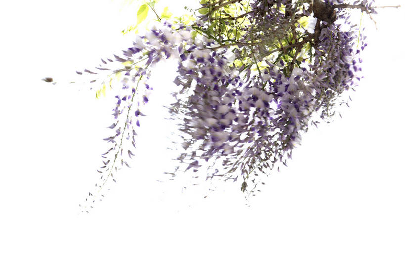 无人,横图,室外,特写,白天,正面,盛开,紫藤,花蕾,花,花瓣,花朵,鲜花,紫色,天空,天,花苞,花蕊,朱藤,藤萝,招藤,招豆藤,彩图