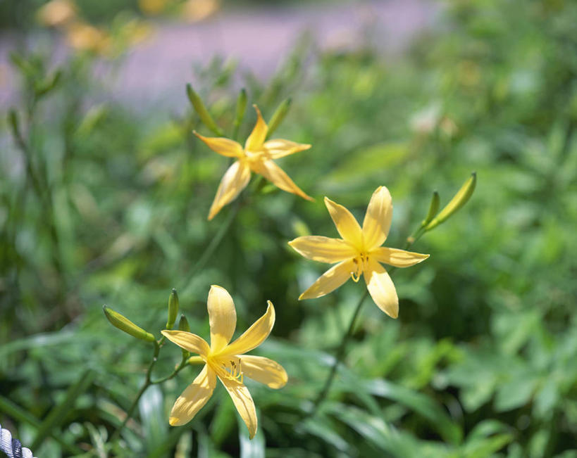 无人,横图,室外,特写,白天,正面,美景,萱草,叶子,朦胧,模糊,盛开,景观,绿叶,花蕾,花,花瓣,花朵,鲜花,黄色,自然,花苞,花蕊,嫩叶,景色,自然风光,疗愁,萱草花,宜男,叶,叶片,忘忧草,金针菜,黄花菜,黄花,彩图