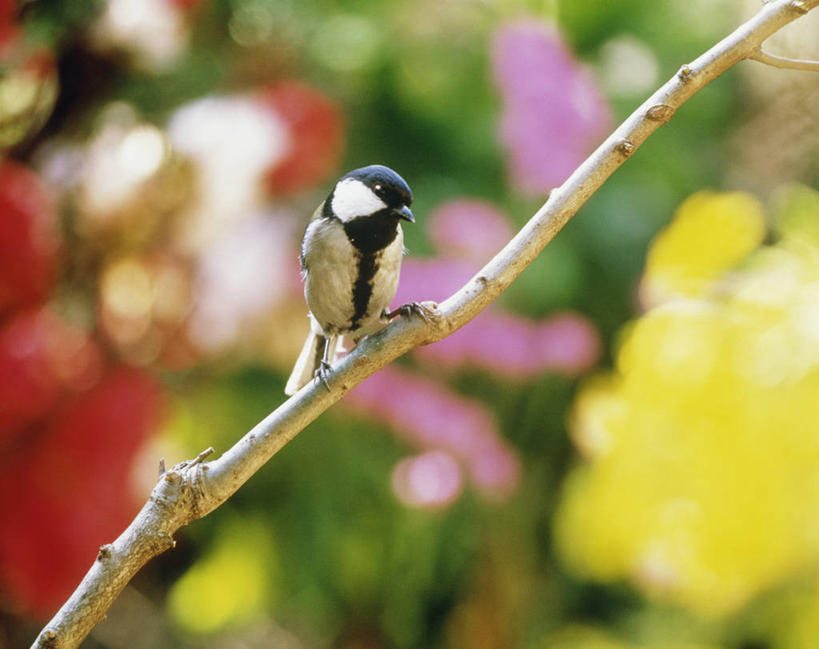 无人,站,横图,室外,白天,正面,自由,美景,植物,鸟,阴影,朦胧,模糊,盛开,光线,鸟类,山雀,影子,景观,猫柳,枝条,花蕾,注视,花,花瓣,花朵,鲜花,树,树木,树枝,一只,绿色,阳光,自然,花苞,花蕊,观察,看,站着,景色,生长,成长,观看,察看,生命,关注,自然风光,银芽柳,棉花柳,银柳,虬枝,枝杈,白脸山雀,大山雀,站立,彩图,全身