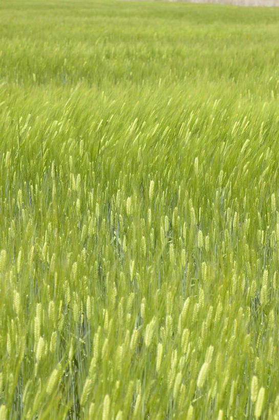 无人,农田,竖图,俯视,室外,白天,旅游,度假,庄稼,农作物,小麦,美景,日本,亚洲,景观,谷物,麦田,娱乐,自然,享受,休闲,景色,放松,麦子,自然风光,东亚,本州,茨城,茨城县,关东地方,本州岛,日本国,彩图,高角度拍摄,耕地,庄稼田