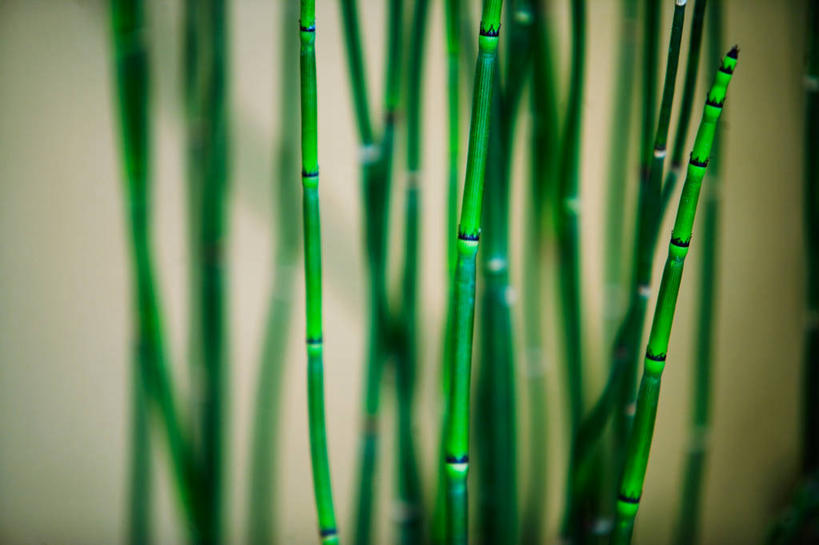 无人,横图,室内,特写,白天,正面,纯洁,竹子,朦胧,模糊,绿色,高雅,奉献,质朴,正直,担当,竹,彩图,奋进,操守,四君子,岁寒三友,性坚,虚怀,虚心,善群,卓尔