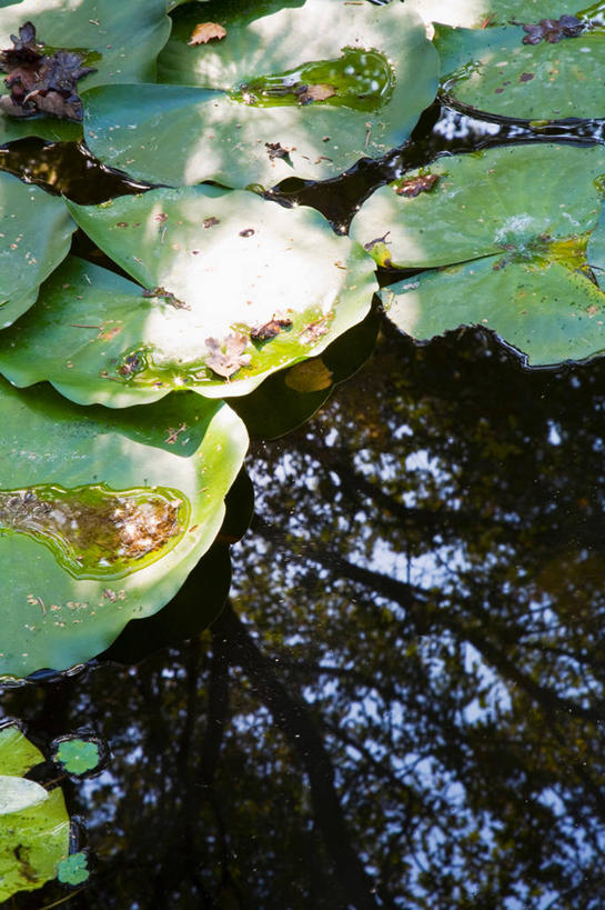 无人,竖图,俯视,室外,特写,白天,美景,叶子,阴影,光线,影子,池塘,景观,水池,荷叶,阳光,自然,景色,自然风光,莲叶,叶,叶片,彩图,高角度拍摄