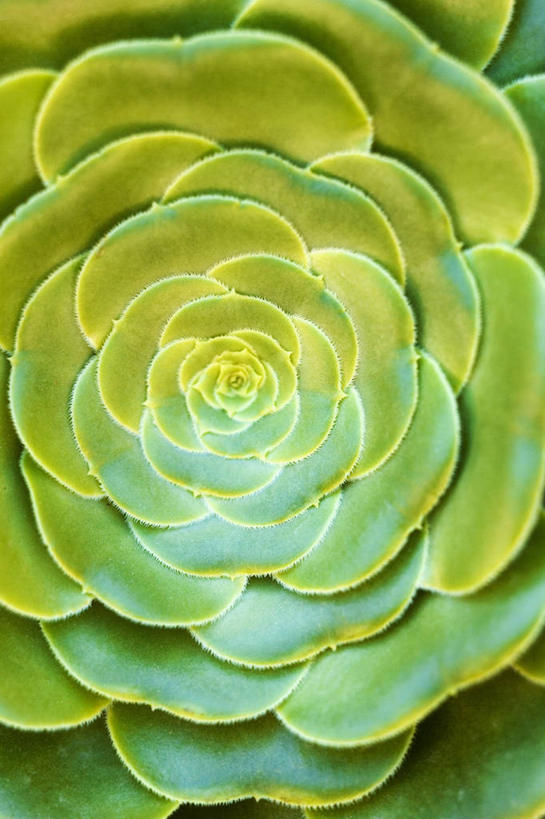 无人,竖图,俯视,室内,特写,白天,爱情,餐桌,桌子,阴影,盛开,反射,影子,宝石花,花蕾,花,花瓣,花朵,鲜花,一朵,绿色,花苞,花蕊,餐台,石莲花,勤劳,彩图,高角度拍摄