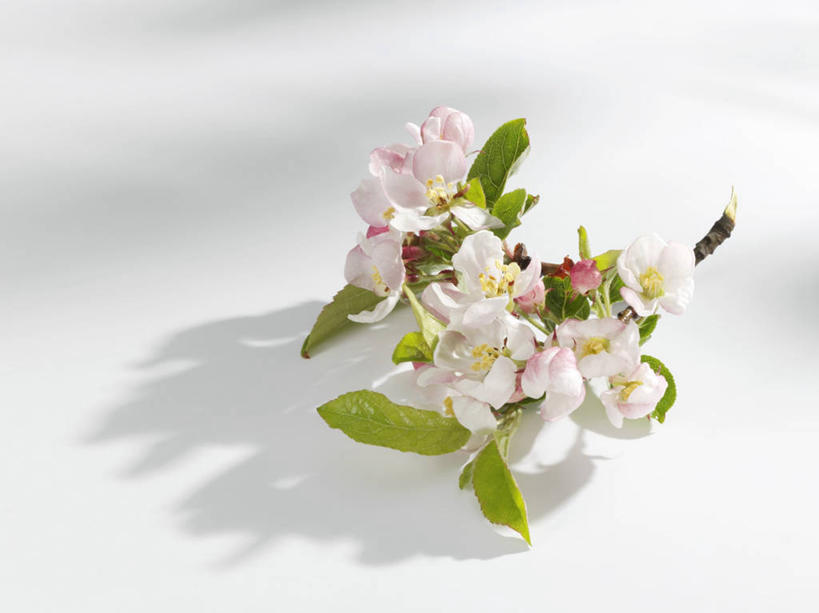 无人,横图,俯视,室内,特写,白天,白色背景,植物,餐桌,桌子,阴影,美白,盛开,反射,影子,枝条,花蕾,花,花瓣,花朵,鲜花,树,树木,树枝,花苞,花蕊,清热,摄影,影棚,餐台,清香,苹果花,陷阱,解毒,明目,虬枝,枝杈,彩图,高角度拍摄,影棚拍摄,拍摄